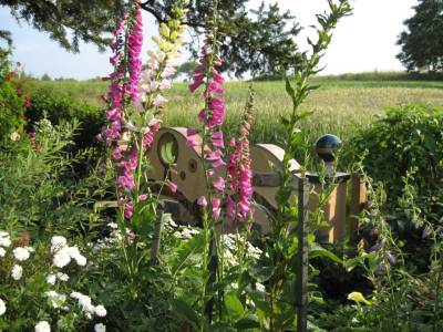 Mauerblumen