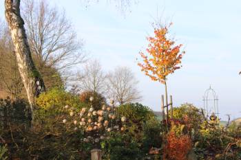 Eisenholzbaum Herbstfärbung