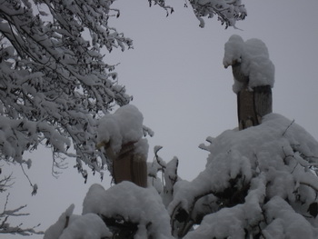 Schneegeier