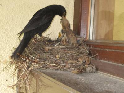 Amsel füttert