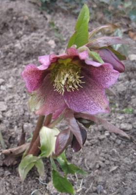 Lenzrose