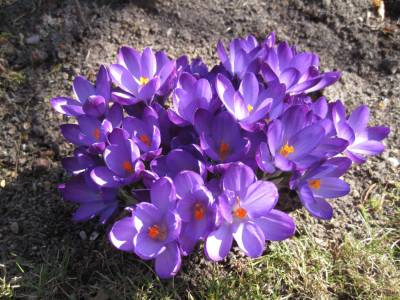 Krokusse