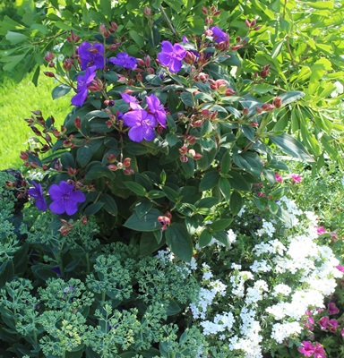 Tibouchina