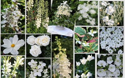 Weiße Blüten