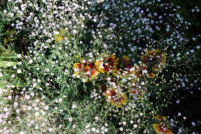Verschleierte Blüten