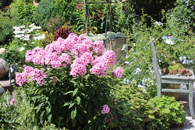 Phlox auf der Terrasse