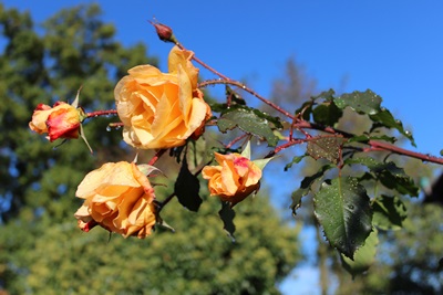 Rose Westerland im Spätherbst