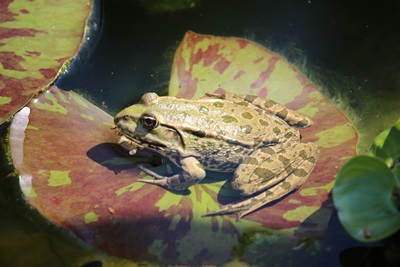 Frosch verzehrt Beute