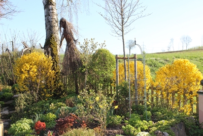 Forsythien mit Windfee