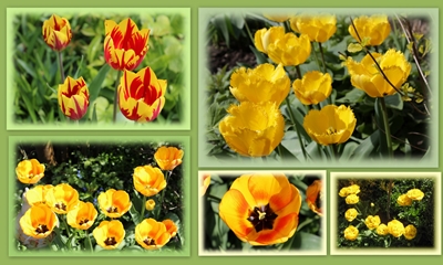 Collage mit gelben Tulpen