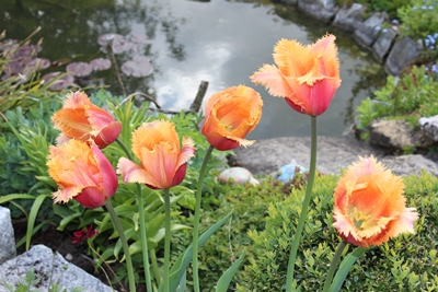 Tulpen am Teich