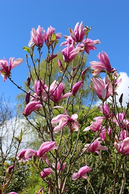 Magnolienpracht
