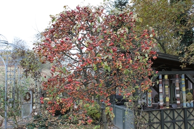 Zieräpfel