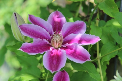 Clematis