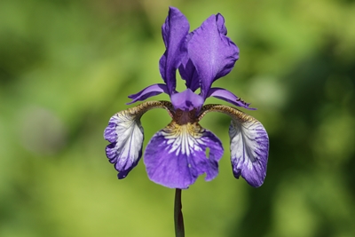 Irisblüte 