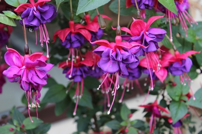 Fuchsienpracht