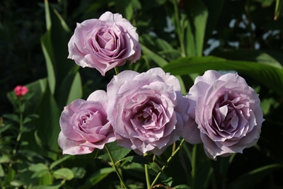 Rose Novalis