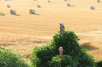 Erntezeit auf Feld nebenan