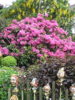 Clowns vor Rhododendron