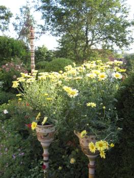 Gelbe Margeriten