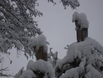 Schneegeier