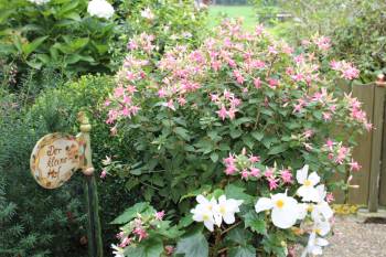 Fuchsienpracht