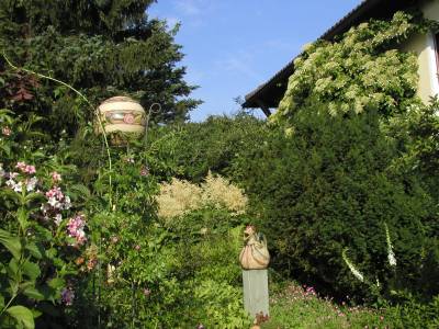 Blühende Freilandhortensie