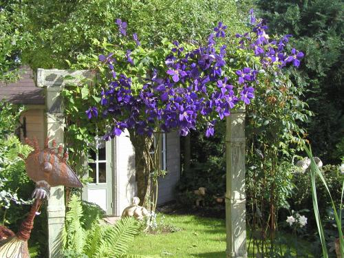 Clematis am Keramiktor