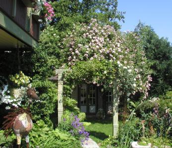 Ramblerrose erblüht