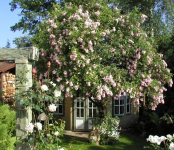 Ramblerrose mit Venus im Schatten