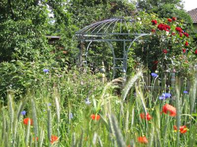 Roggenähren, Mohn- und Kornblumen hinter der Laube