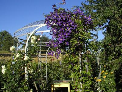 Clematis hoch oben