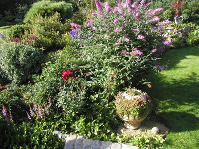 Sempervivumkugel vor Sommerflieder