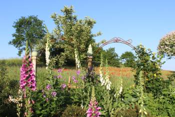 Feld mit Mohnblumen