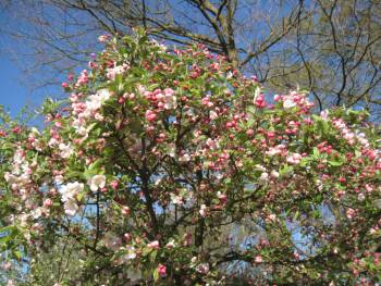 In voller Blüte