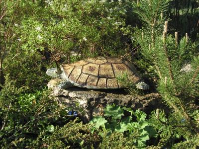 Riesenschildkröte wärmt sich auf dem Stein
