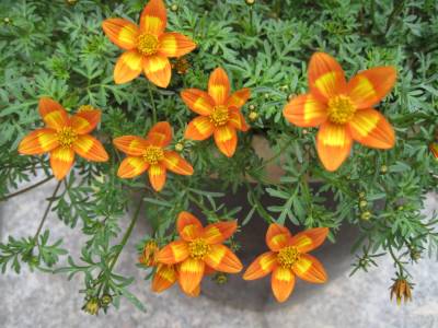 Bidens