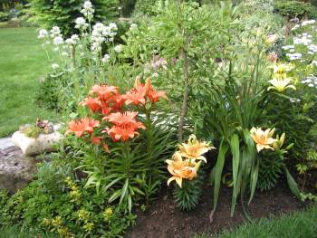 Lilien beim Ginkgo